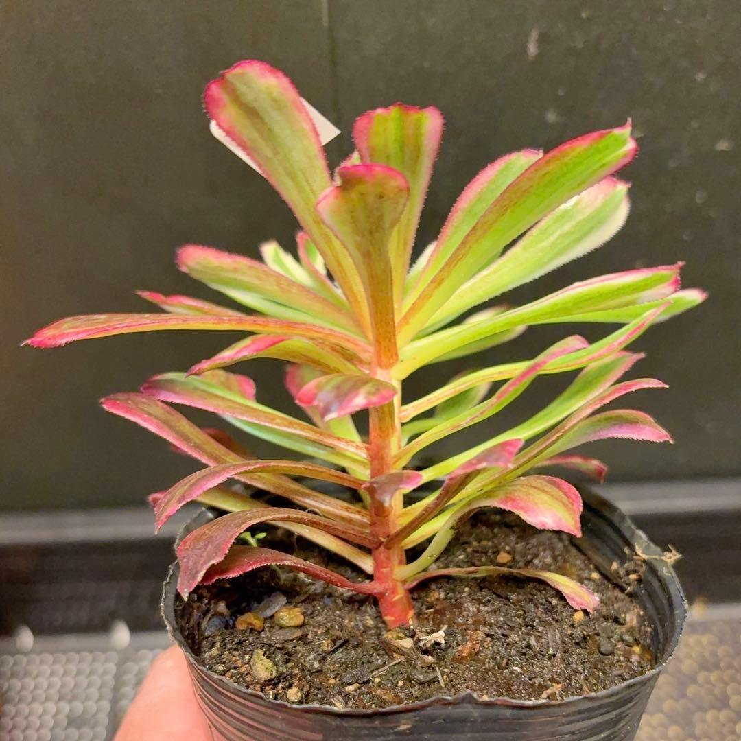 22#多肉植物アエオニウム錦❤️銅花順錦❤️1大頭12cm拔き苗