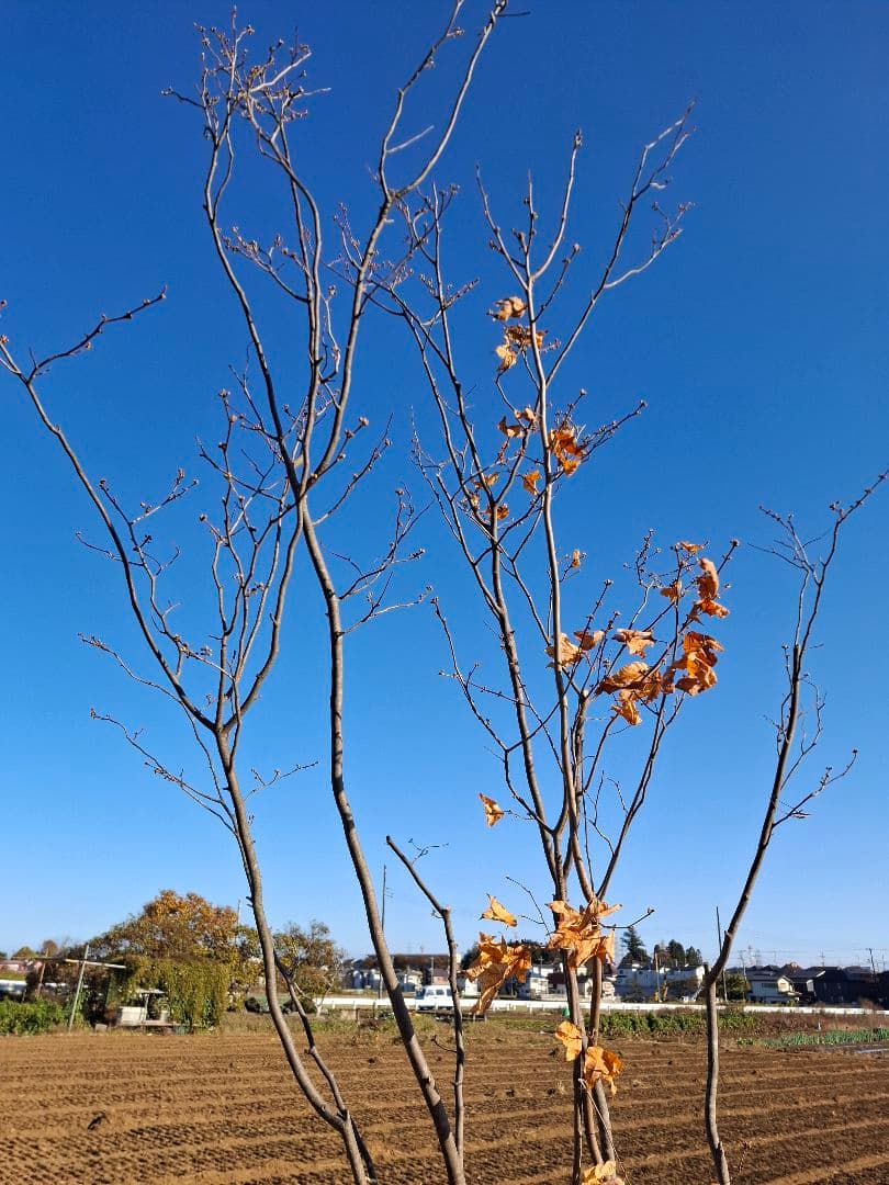 シロモジ 雑木 ――アオダモアオハダ モミジ 山彩り ――