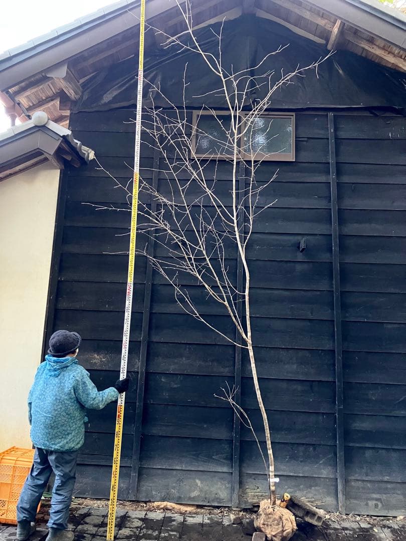 20 山採り　ヤマザクラ