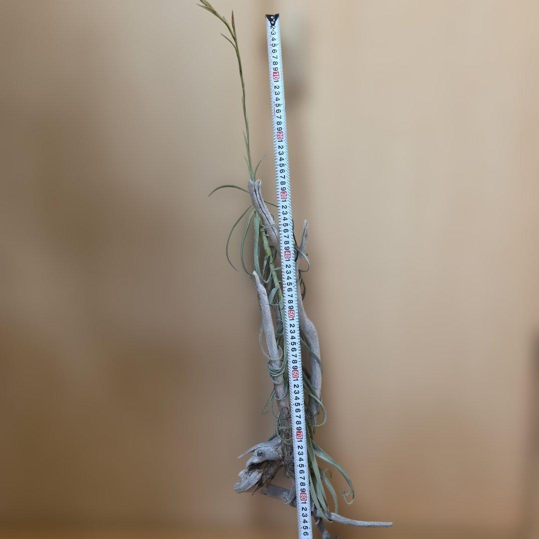 チランジアドゥラティ