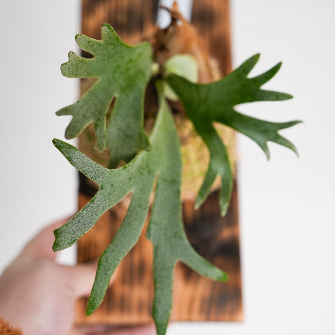 ビカクシダ ジェイドガール P. willinckii 'Jade Girl'