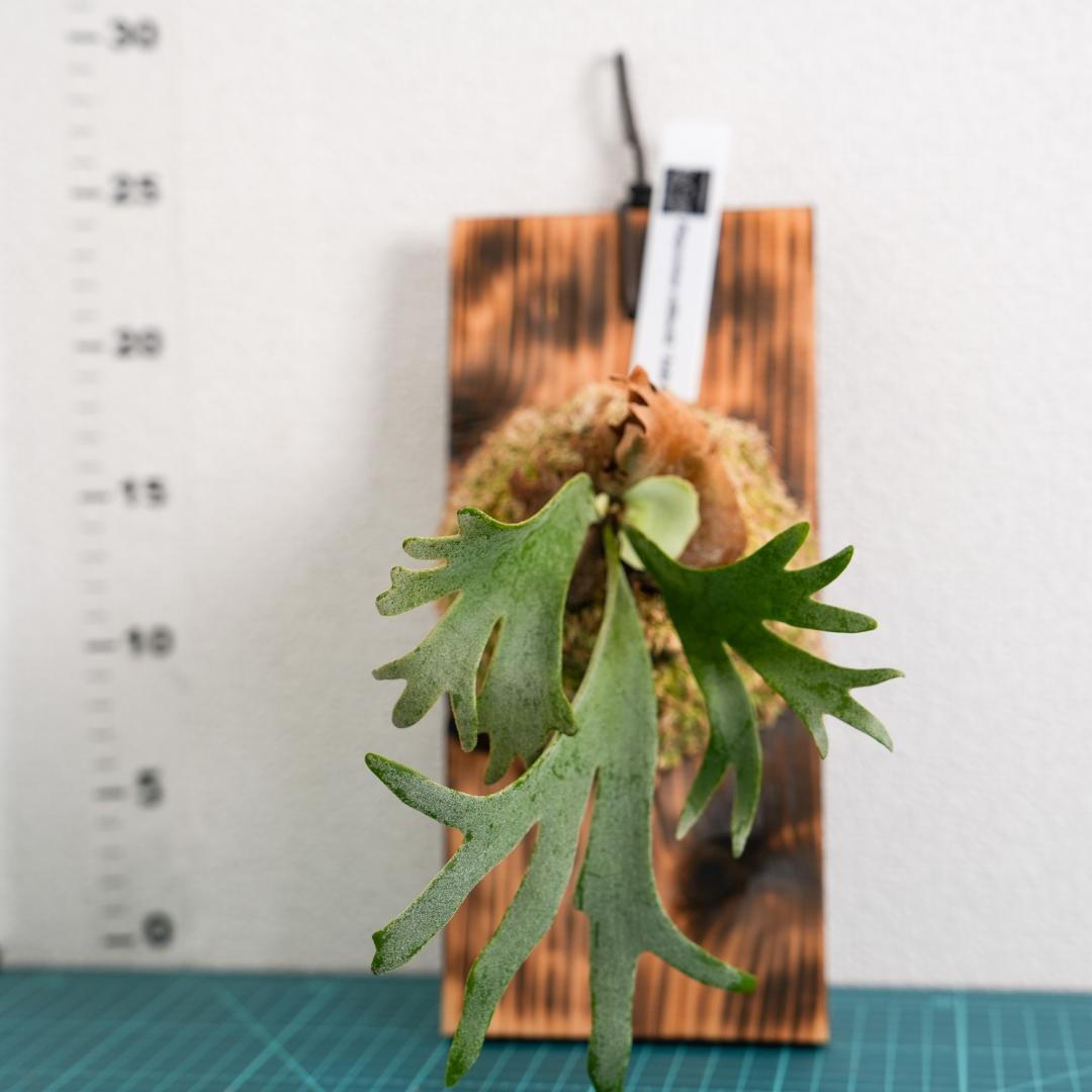 ビカクシダ ジェイドガール P. willinckii 'Jade Girl'