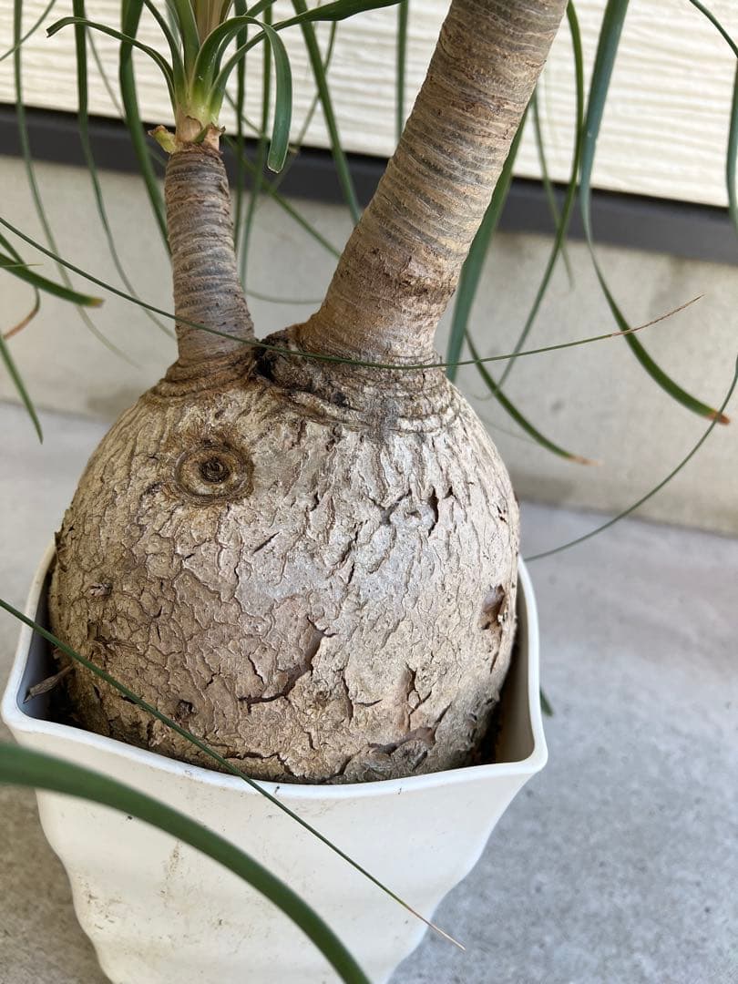 【タイムセール】ボーカルネア・レクルバータ / ノリナ トックリラン 大株 希少