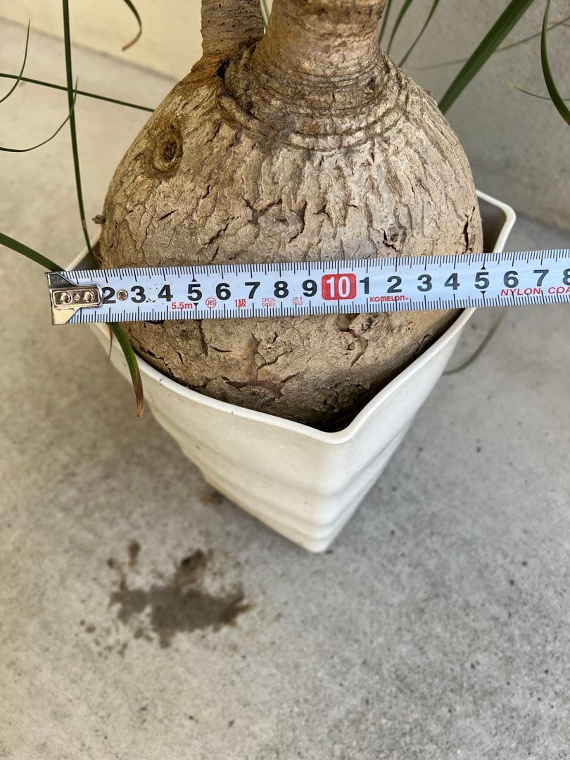 【タイムセール】ボーカルネア・レクルバータ / ノリナ トックリラン 大株 希少