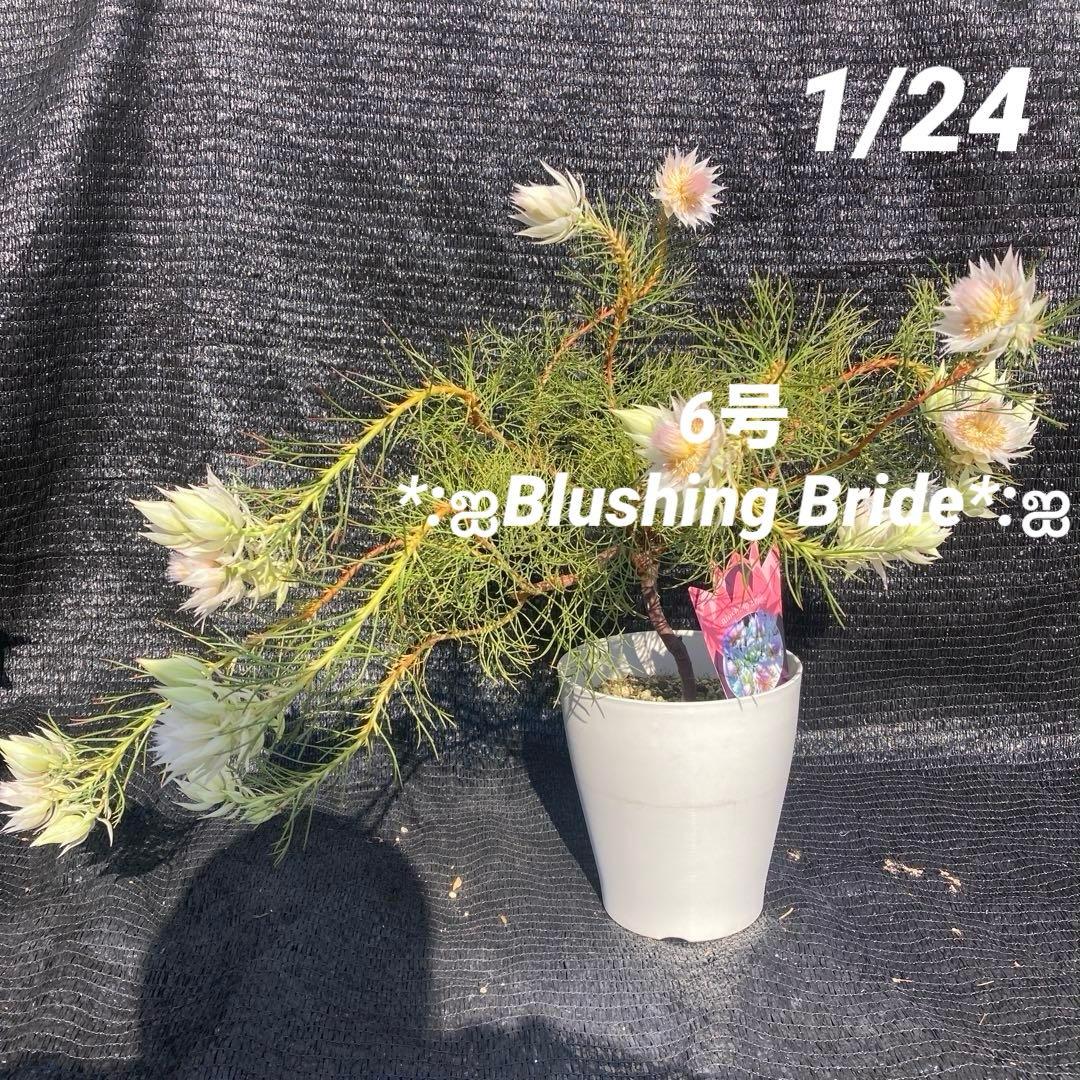 ①*:ஐ白花*:ஐジョーイセルリア・苗木【ブラッシングブライド（フロリダ）】6号