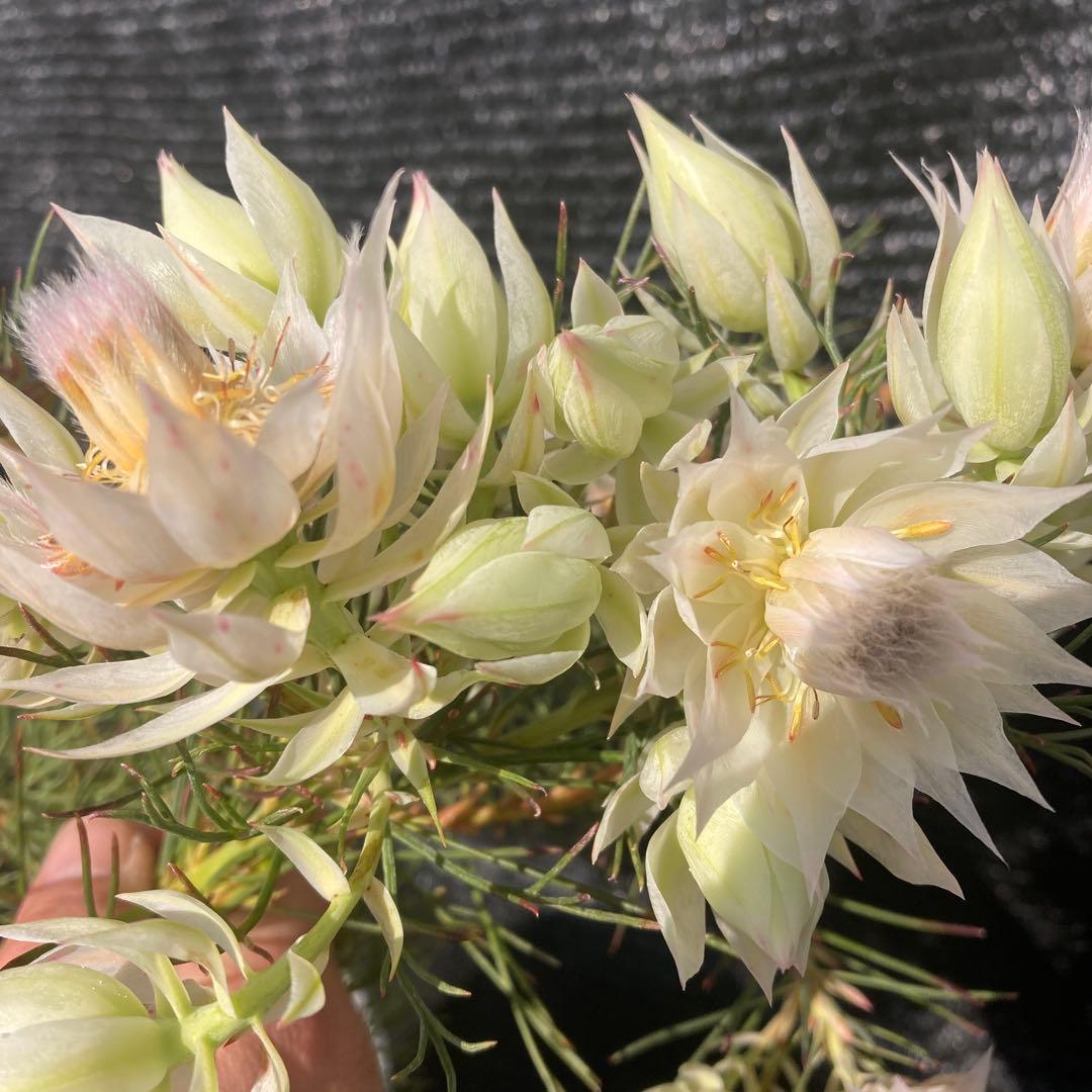 ①*:ஐ白花*:ஐジョーイセルリア・苗木【ブラッシングブライド（フロリダ）】6号