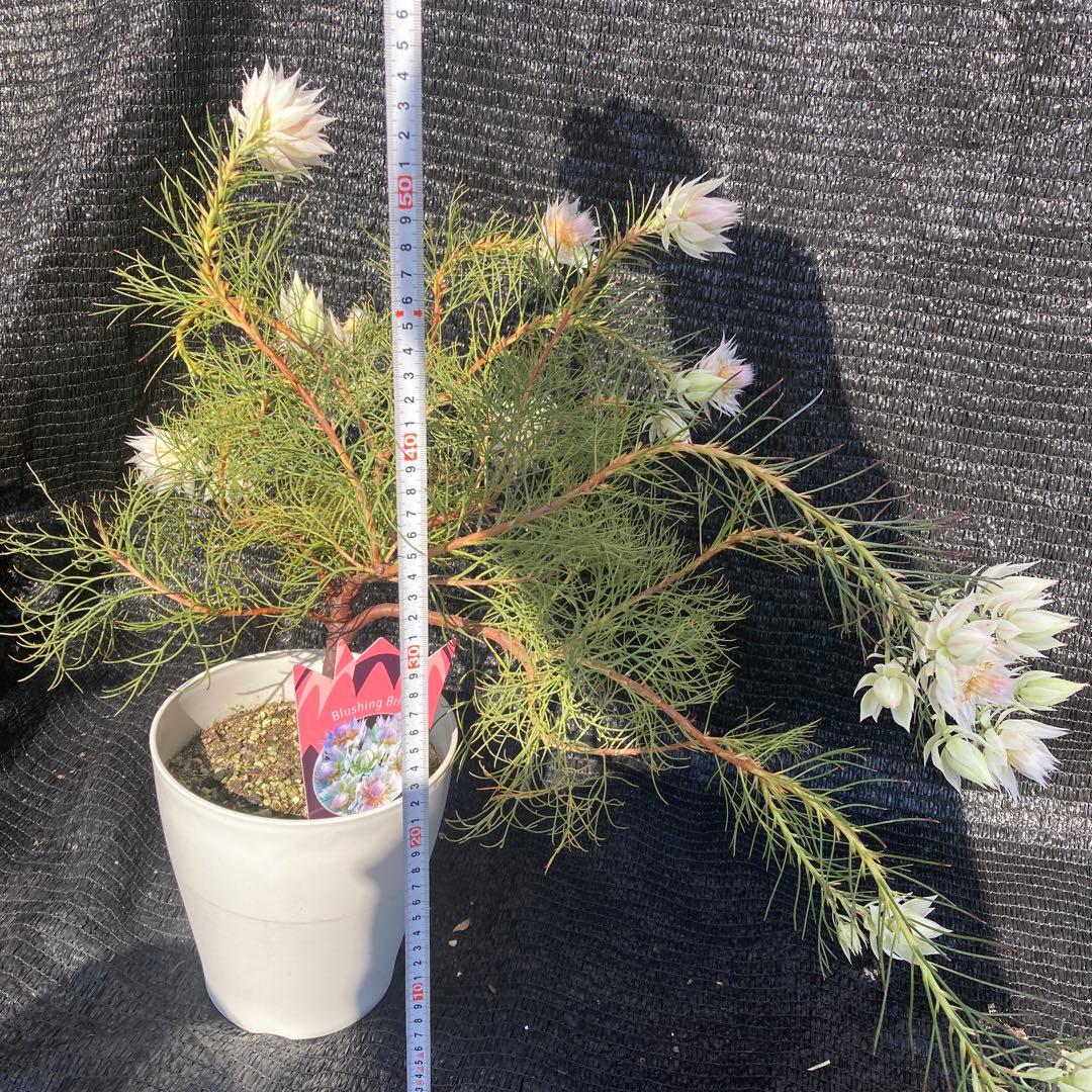 ①*:ஐ白花*:ஐジョーイセルリア・苗木【ブラッシングブライド（フロリダ）】6号