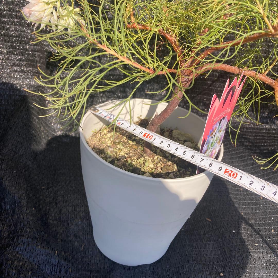 ①*:ஐ白花*:ஐジョーイセルリア・苗木【ブラッシングブライド（フロリダ）】6号