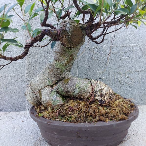 亜熱帯の樹木　奄美のガジュマル　②