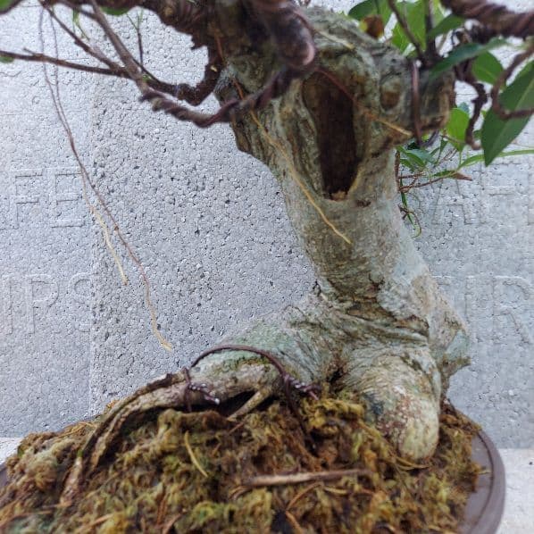 亜熱帯の樹木　奄美のガジュマル　②