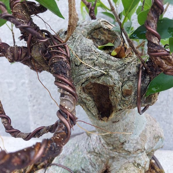 亜熱帯の樹木　奄美のガジュマル　②