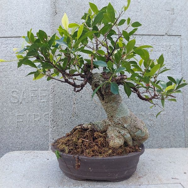 亜熱帯の樹木　奄美のガジュマル　②