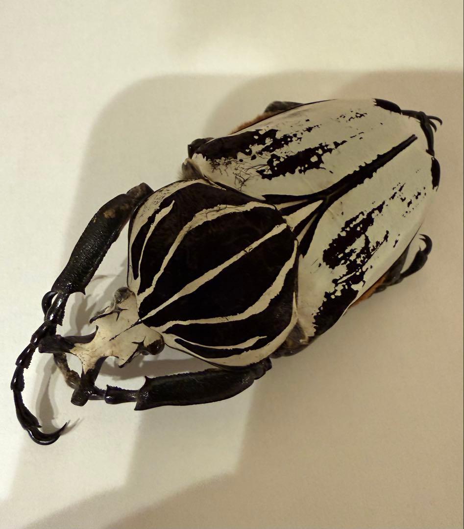 カメルーン　ゴライアスオオツノハナムグリ　約89-90mm