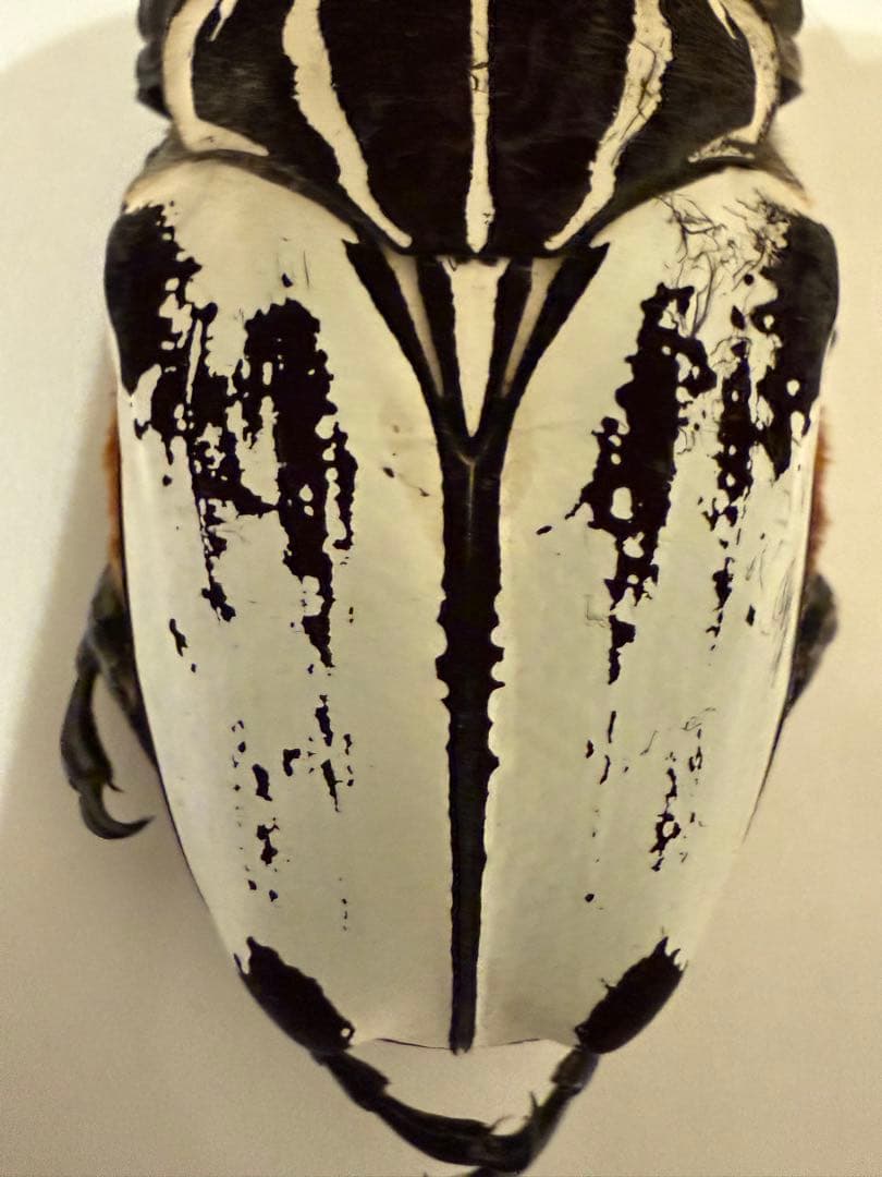 カメルーン　ゴライアスオオツノハナムグリ　約89-90mm