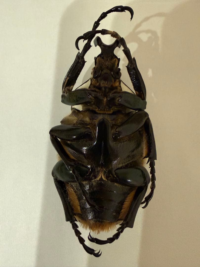 カメルーン　ゴライアスオオツノハナムグリ　約89-90mm