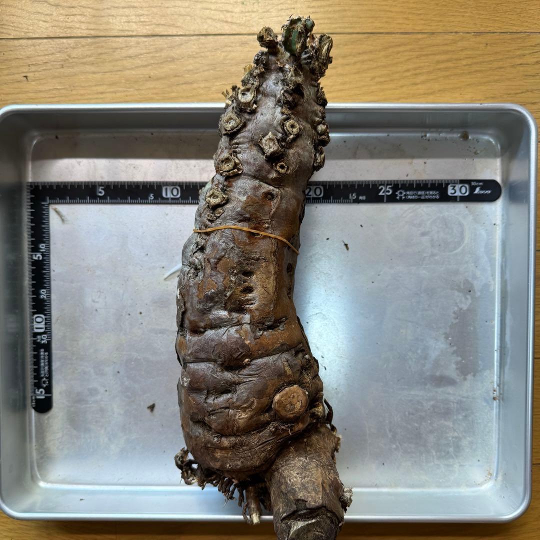 h*i様 ユーフォルビア ムランジーナ 現地球 大株 葉有り 輸入即出品 13E