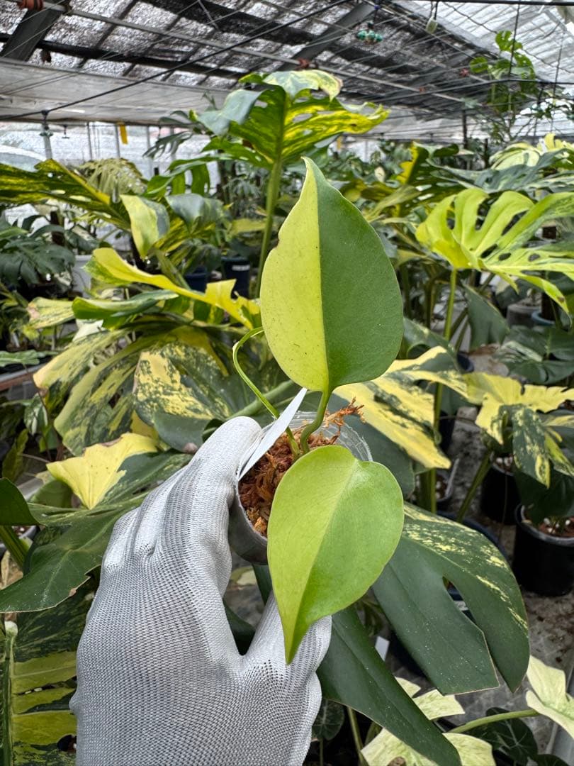 2モンステラ　イエローマリリン　黄斑入り　2寸ポリポット　ネコポス発送