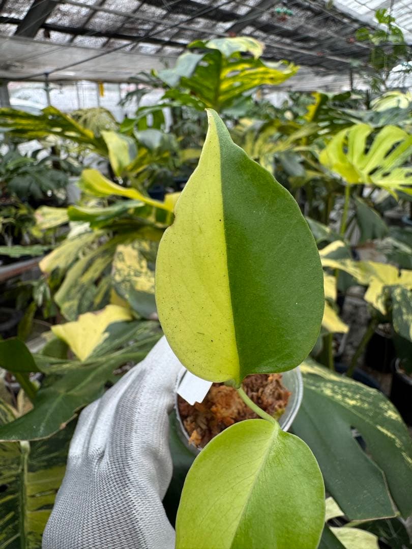 2モンステラ　イエローマリリン　黄斑入り　2寸ポリポット　ネコポス発送