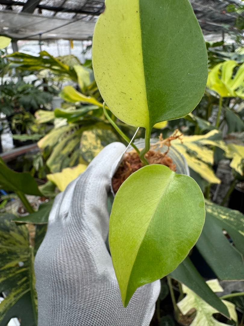 2モンステラ　イエローマリリン　黄斑入り　2寸ポリポット　ネコポス発送