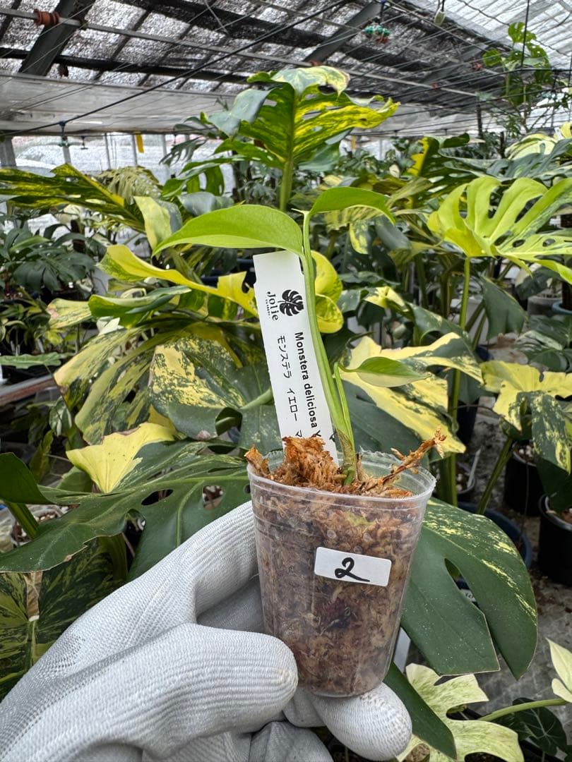 2モンステラ　イエローマリリン　黄斑入り　2寸ポリポット　ネコポス発送