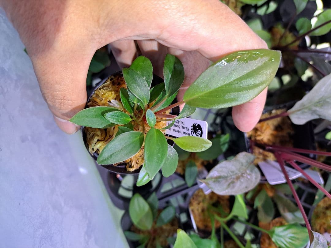 Homalomena sp. Riau Sumatera TK0425-1　赤