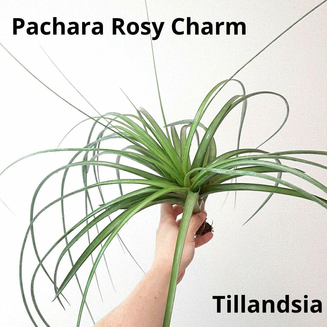 チランジア パチャラロージーチャーム