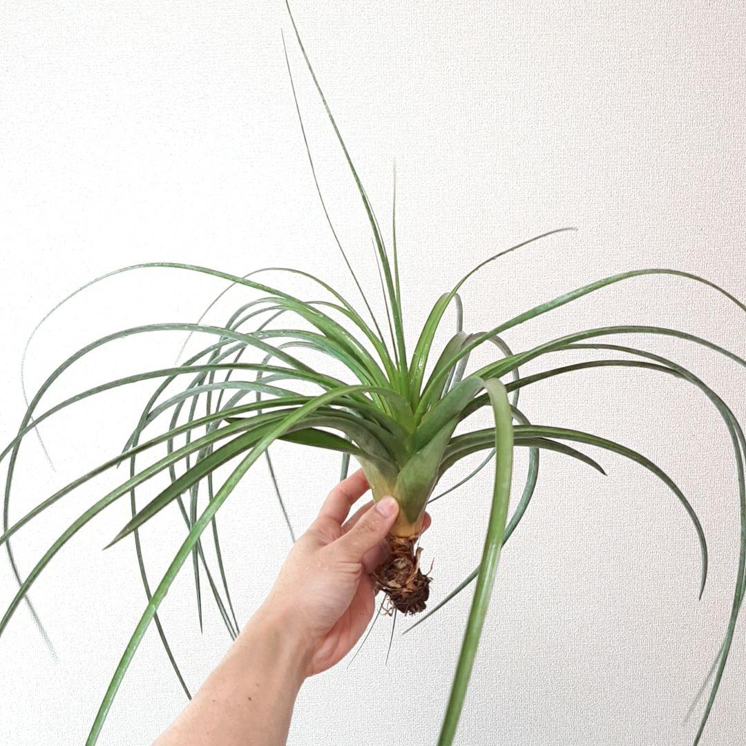 チランジア パチャラロージーチャーム