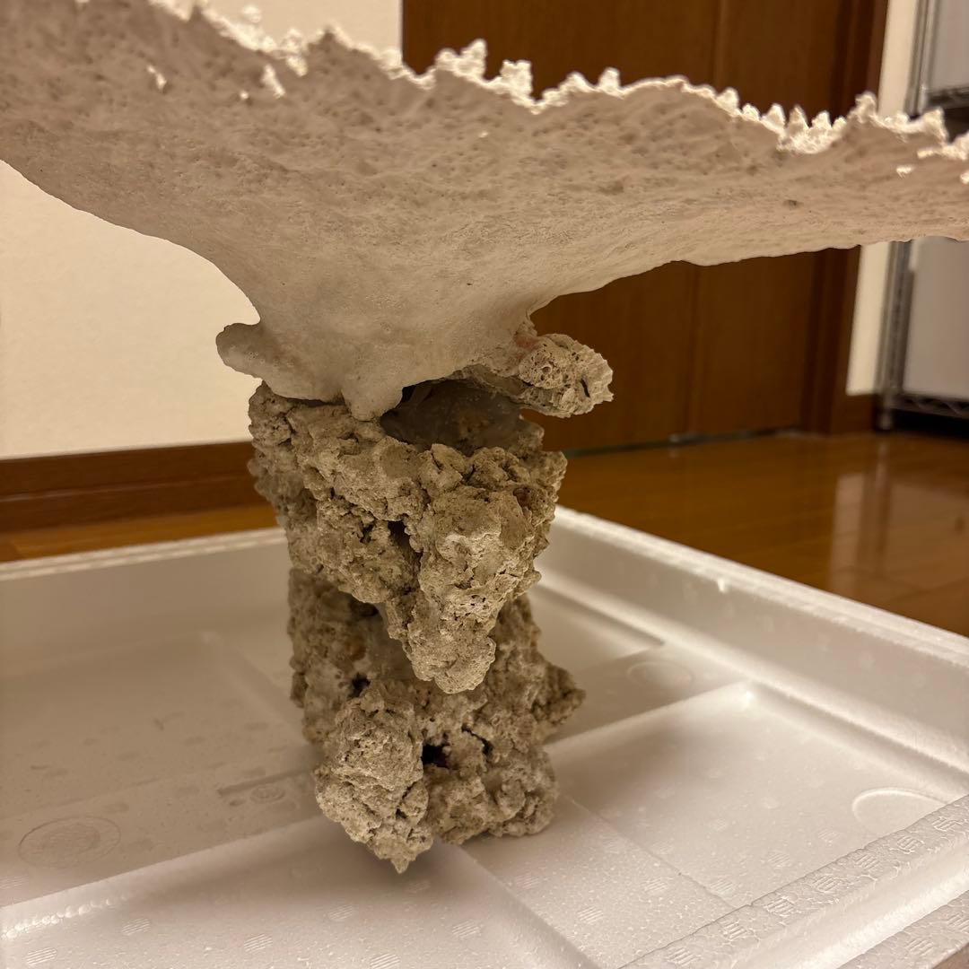 珊瑚礁　レイアウト　約35×45