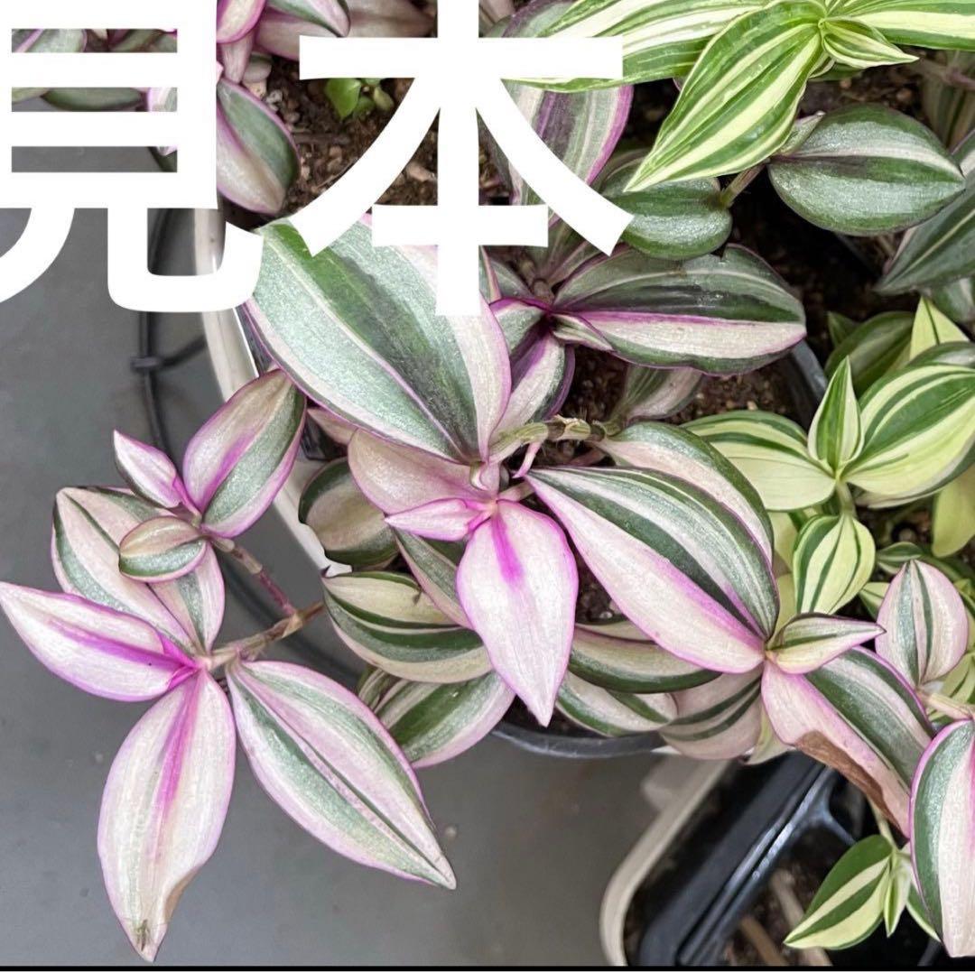 観葉植物　トラディスカンチア　クオーダリー　トラディスカンティア