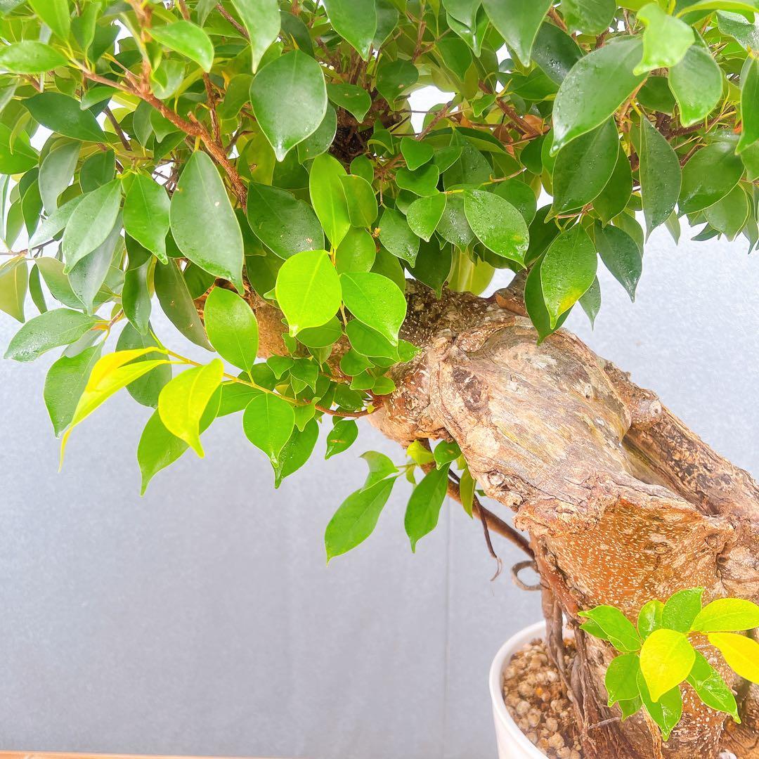 現品　ガジュマル　尖閣ガジュマル　センカクガジュマル　古木　観葉植物　インテリア