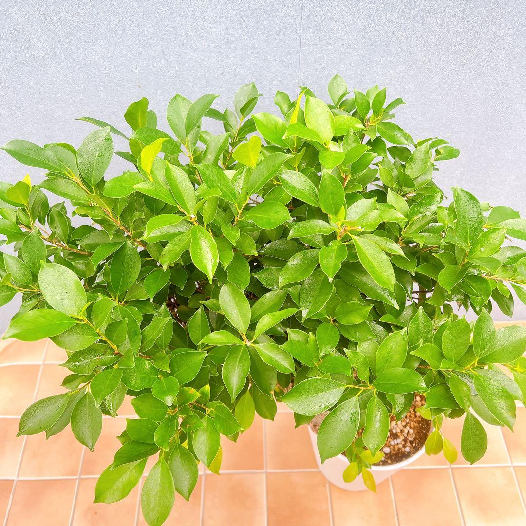 現品　ガジュマル　尖閣ガジュマル　センカクガジュマル　古木　観葉植物　インテリア