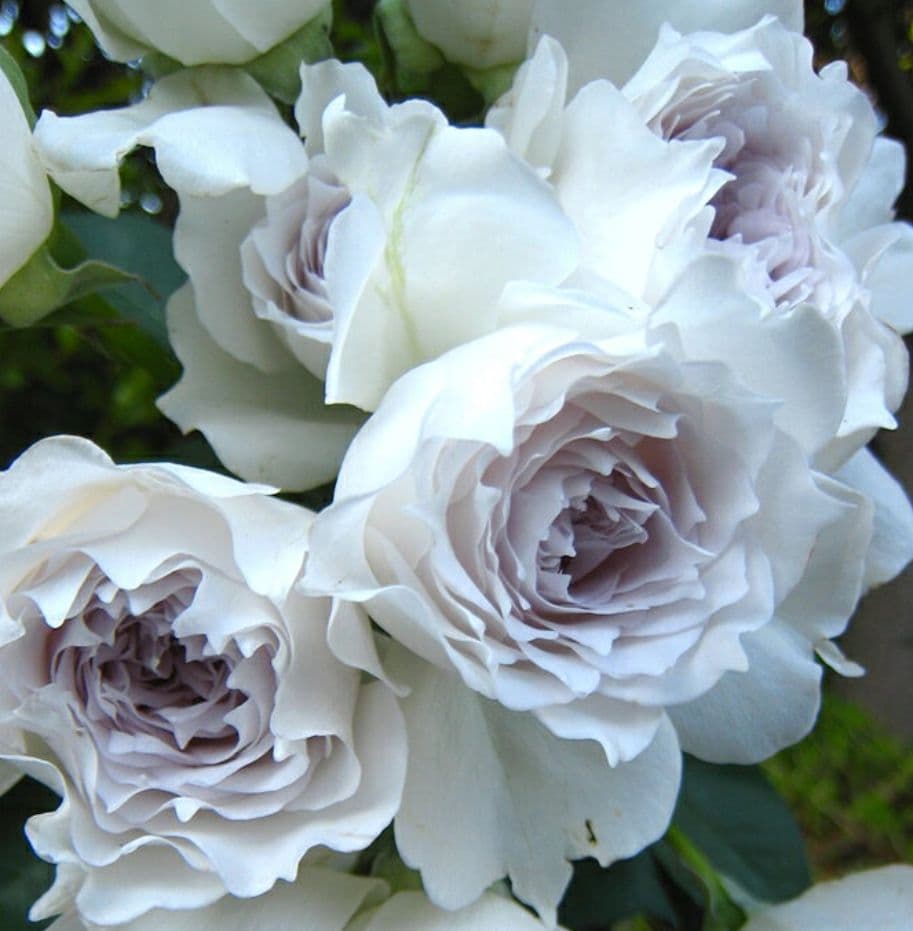 ✿バラ　ガブリエル大苗✿