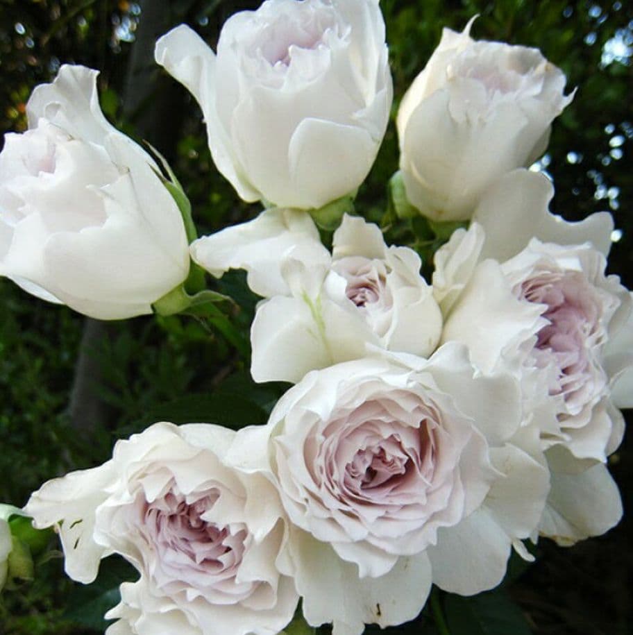 ✿バラ　ガブリエル大苗✿