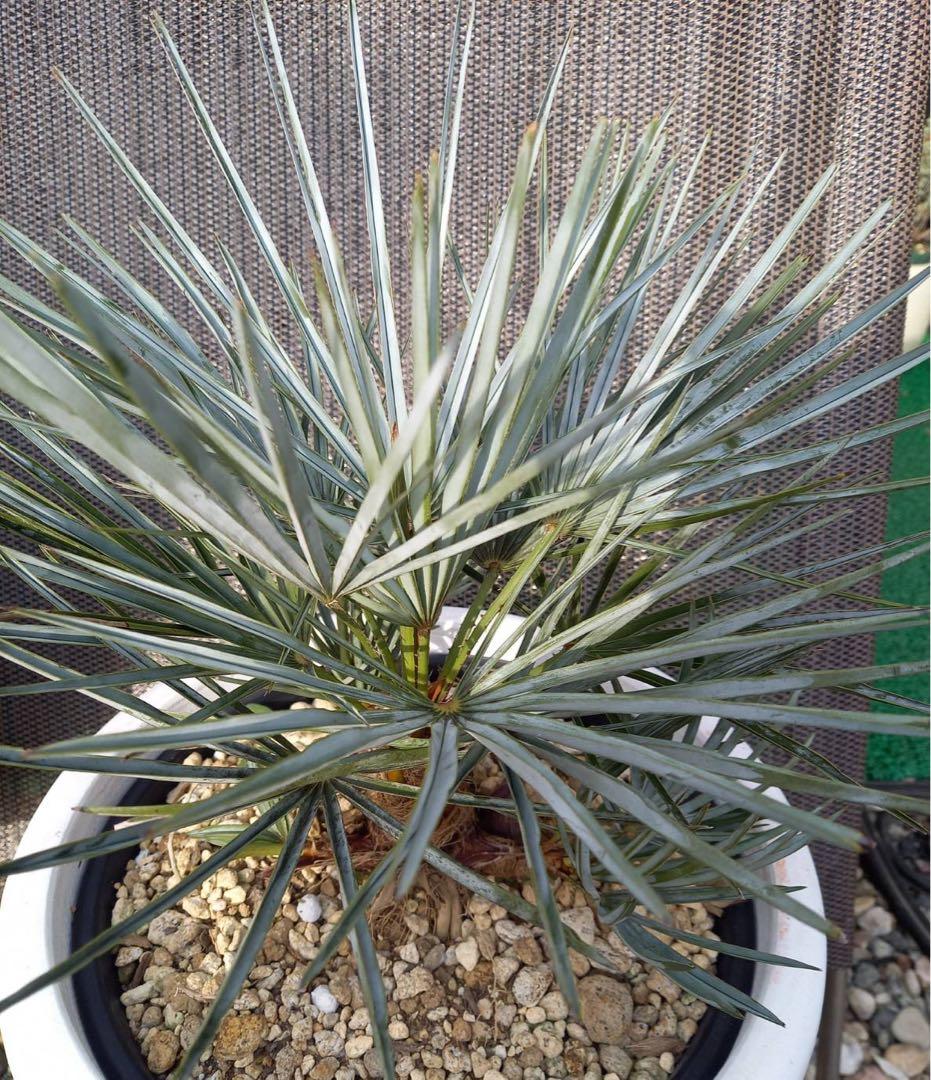 チャメロップス フミリス セリフェラ