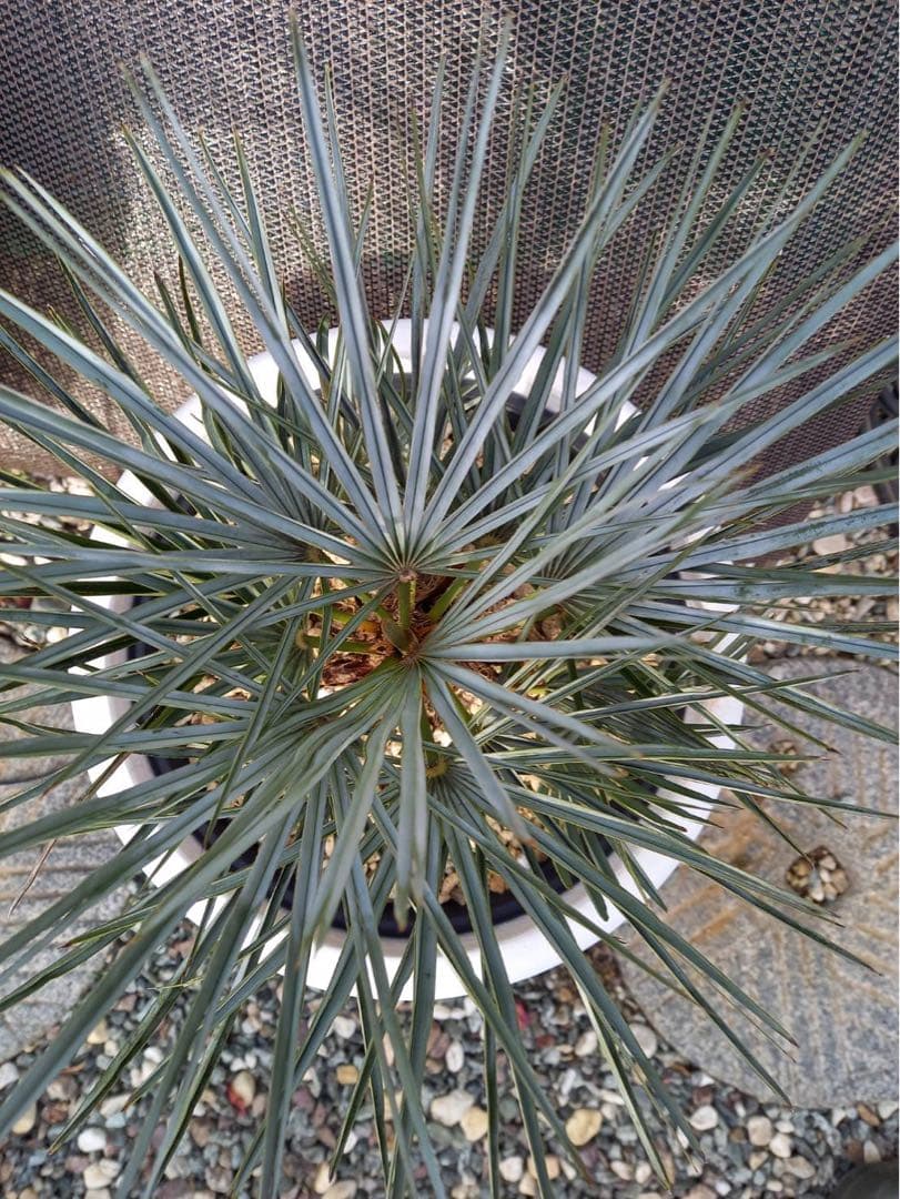 チャメロップス フミリス セリフェラ