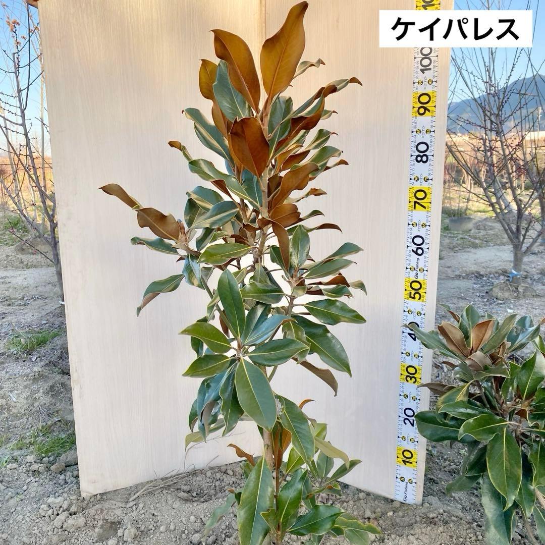 ケイパレス　/ 畑 黄色テープ