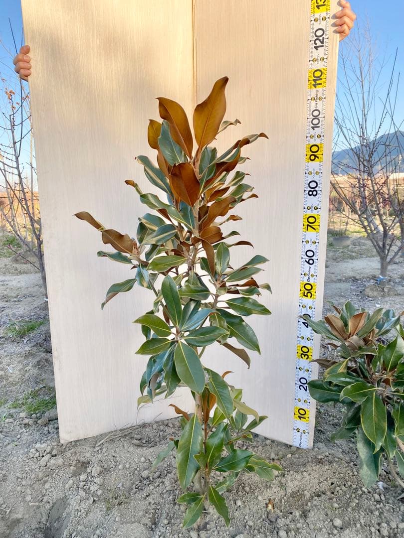 ケイパレス　/ 畑 黄色テープ