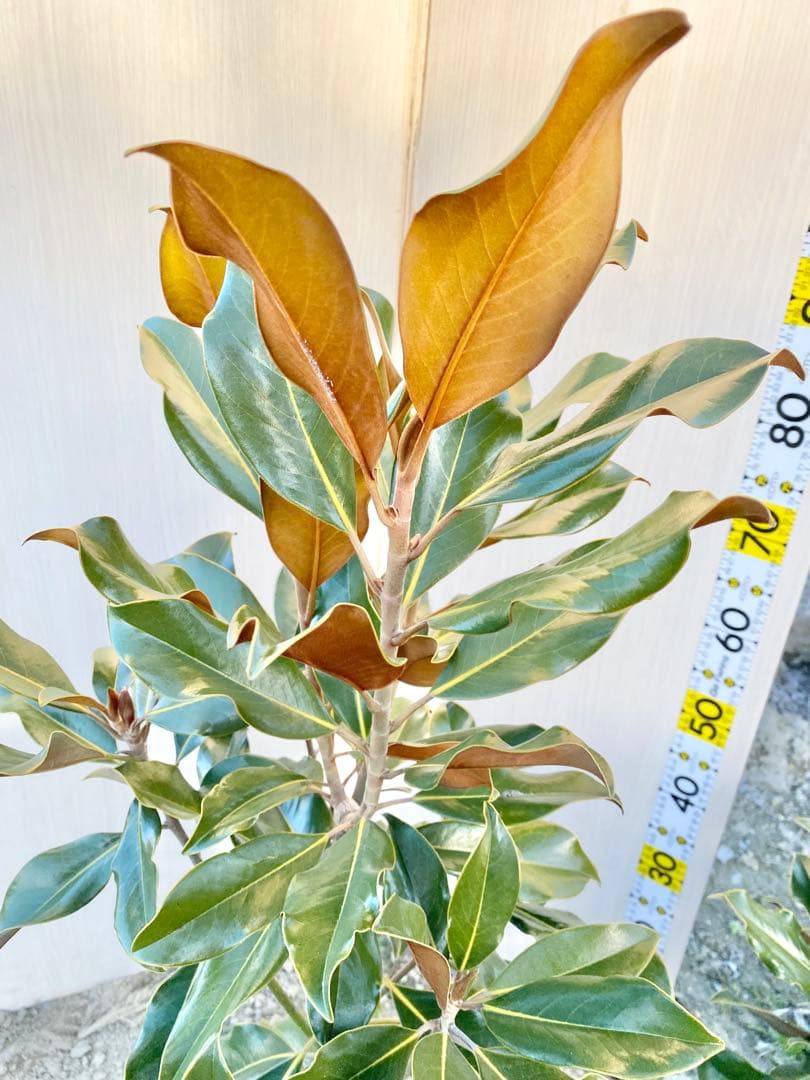 ケイパレス　/ 畑 黄色テープ