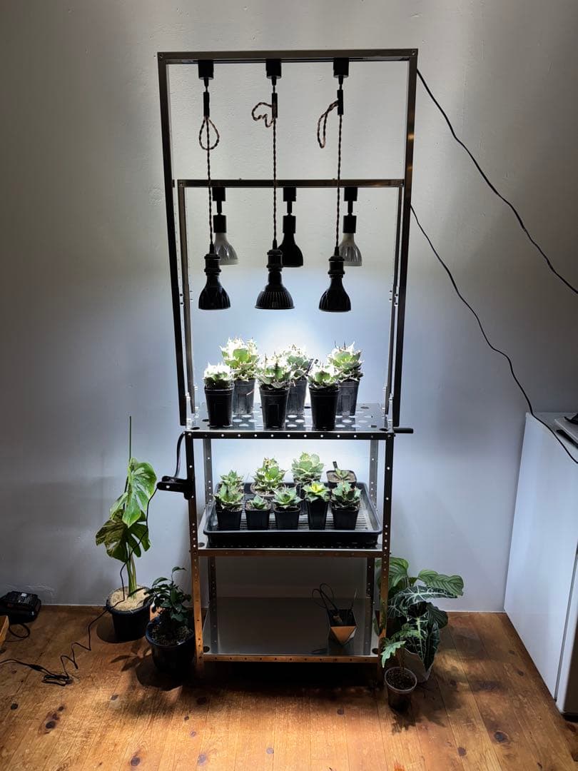 植物棚　ステンレス棚　ラダクトレール　アガベ　塊根　多肉　ビカクシダ