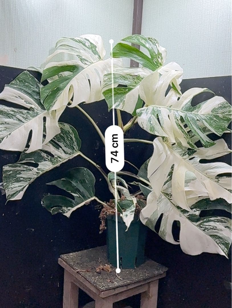 斑入りモンステラ ホワイトタイガー極美大株74cm白斑多