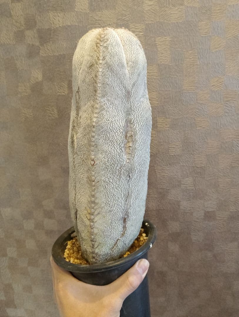 厳選 特大 特白 オールド 恩塚ランポー