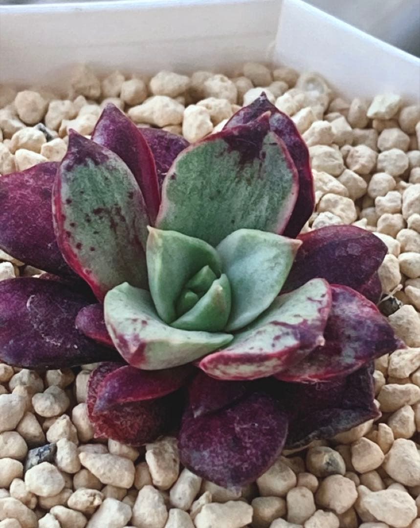 多肉植物　　レア❁︎ロンギシマ錦　発根済