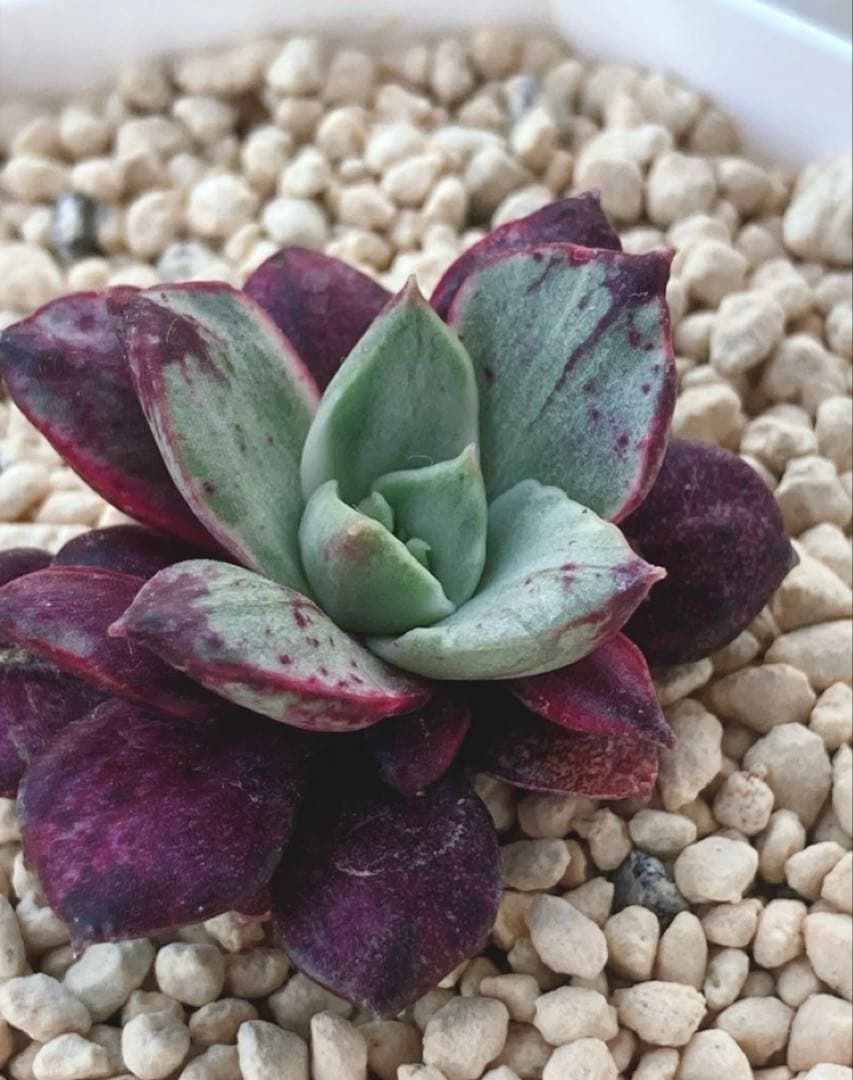 多肉植物　　レア❁︎ロンギシマ錦　発根済