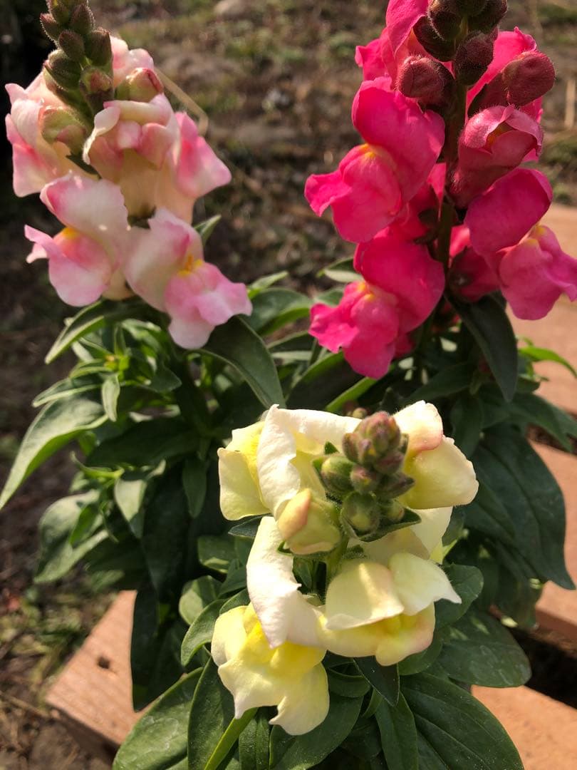 金魚草3本仕立て　3.5寸苗