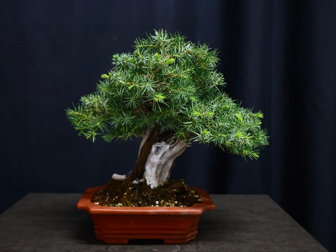 山採り　小品盆栽　杜松　逸品　盆栽　シャリ幹