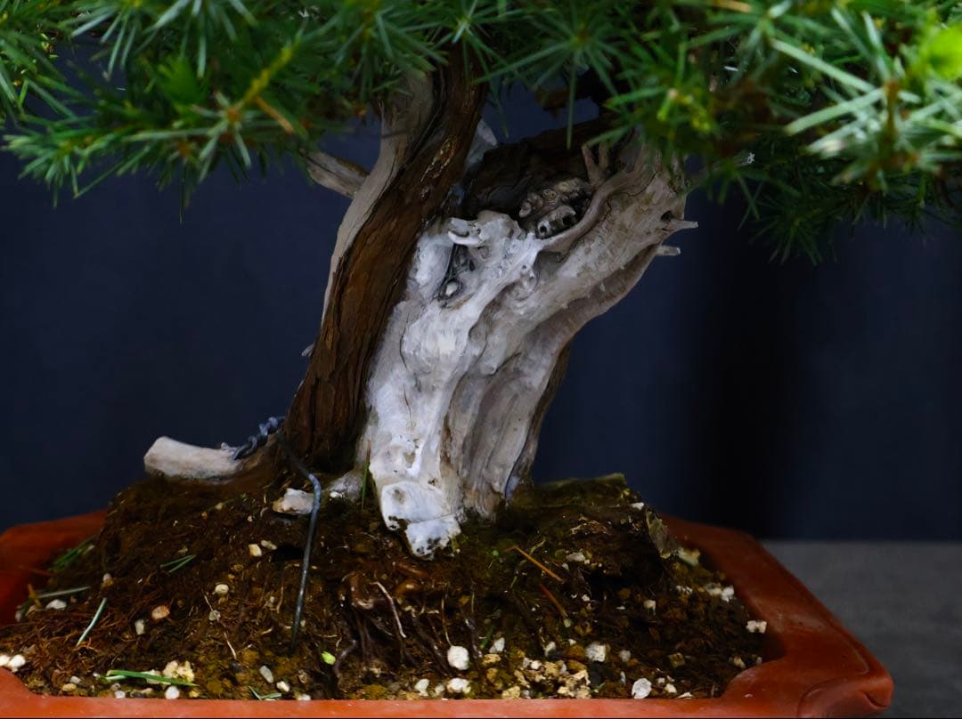 山採り　小品盆栽　杜松　逸品　盆栽　シャリ幹