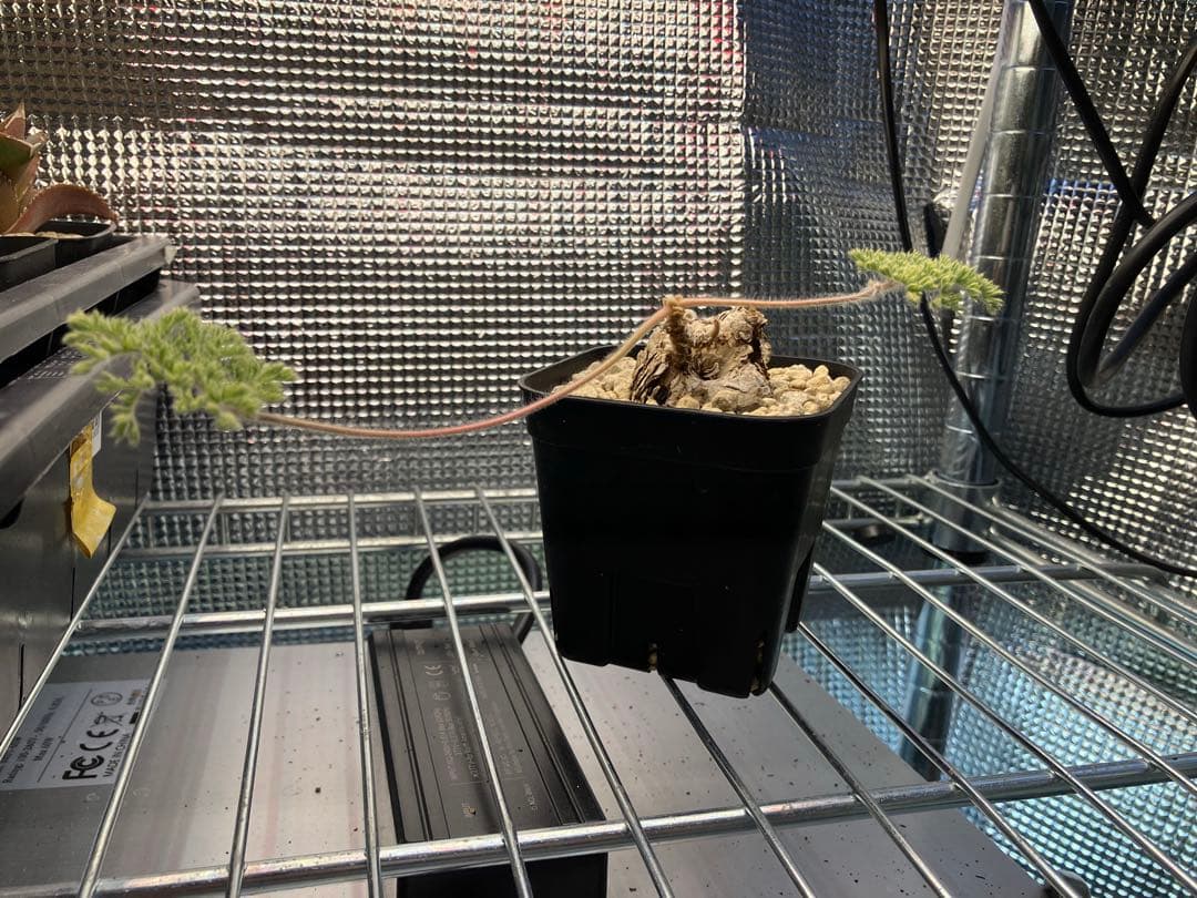 ペラルゴニウム　トリステ