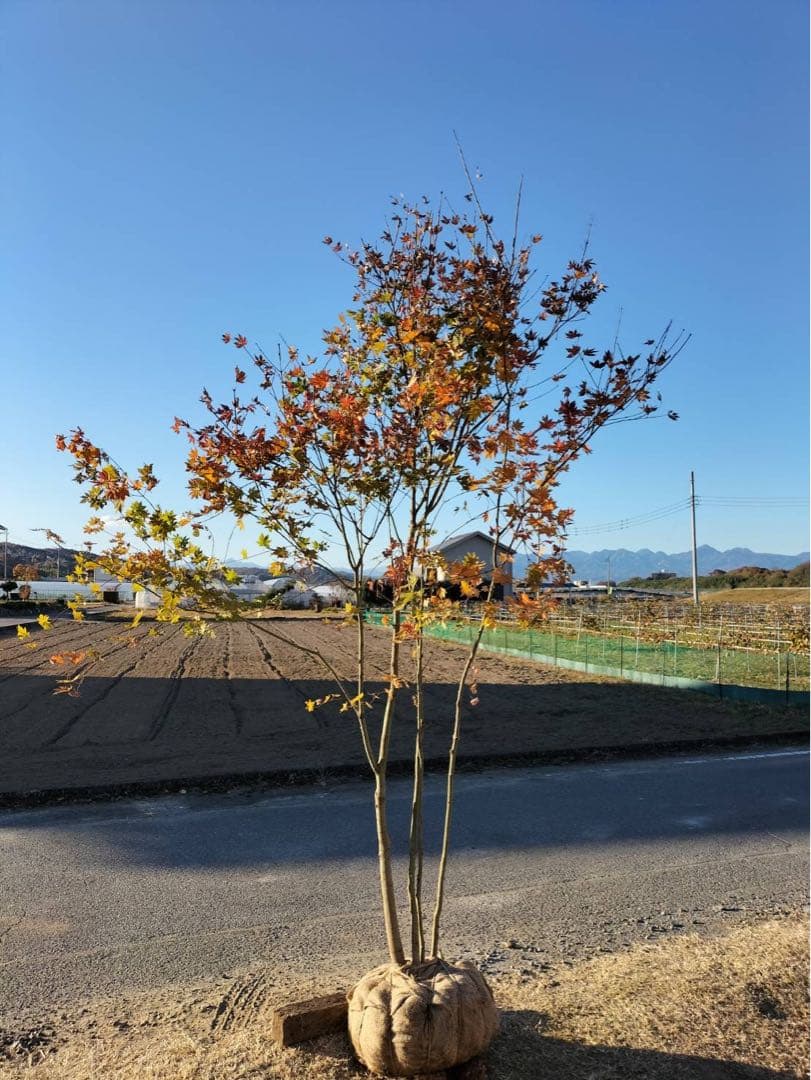 コハウチワカエデ 株立ち 4本立ち 自然樹形