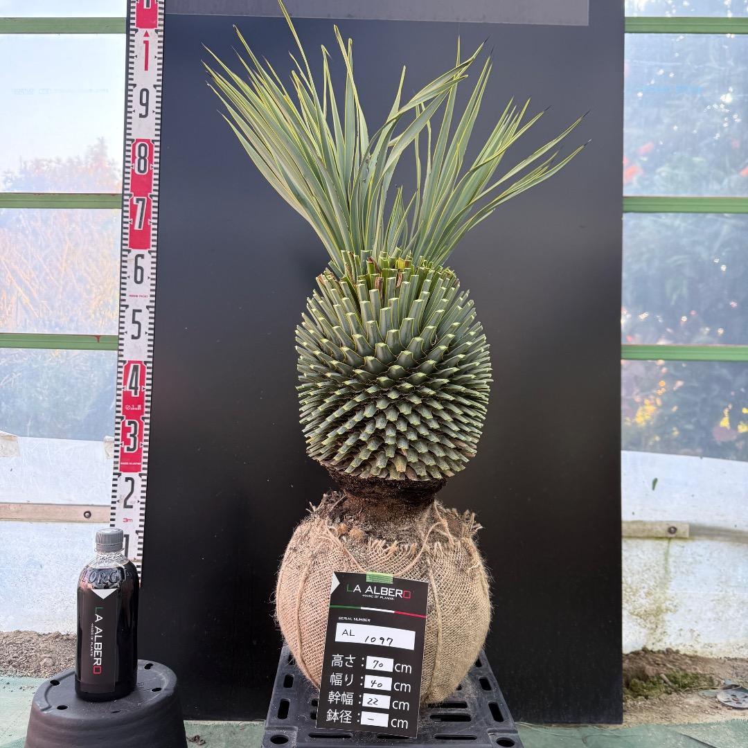 T*k様 【AL1097】超希少　ユッカ　ロストラータ　頂上分頭４ヘッド個体