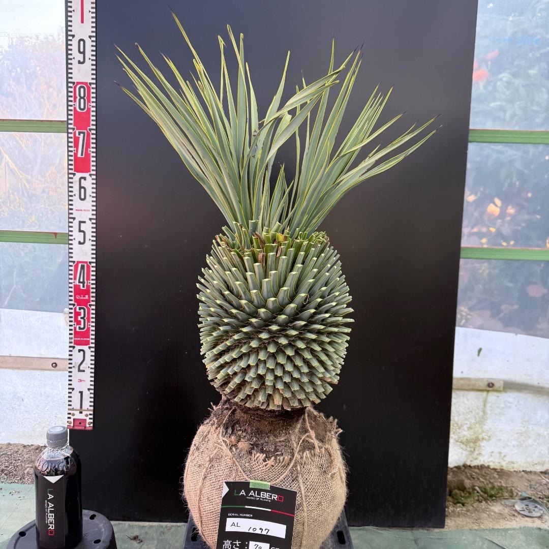 T*k様 【AL1097】超希少　ユッカ　ロストラータ　頂上分頭４ヘッド個体
